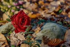 12-12-_2019_21-33-27