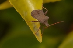 08-05-_2020_20-37-06