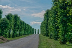 14-07-_2020_12-59-25