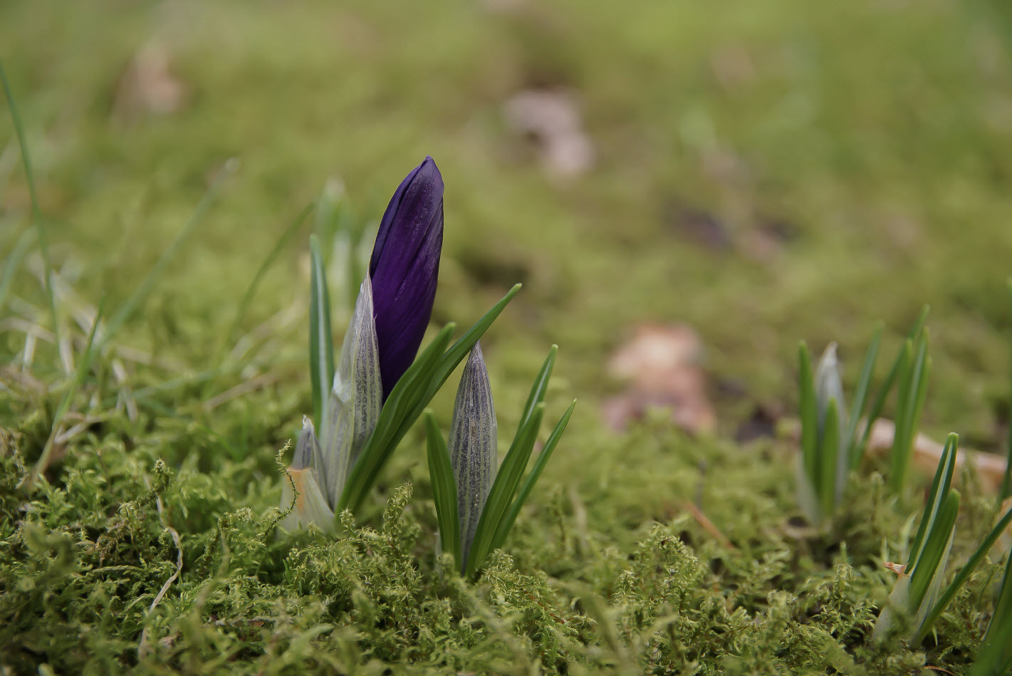 Frühlingserwachen