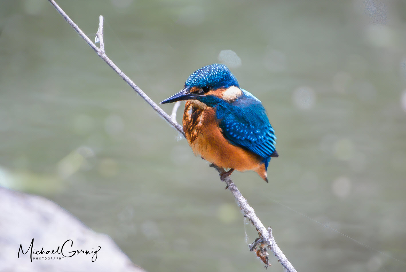 Eisvogel