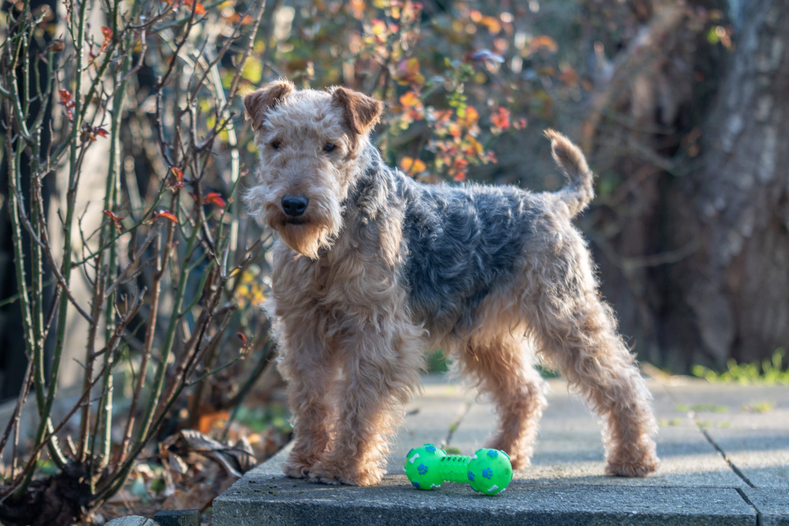 Lakeland Teddy