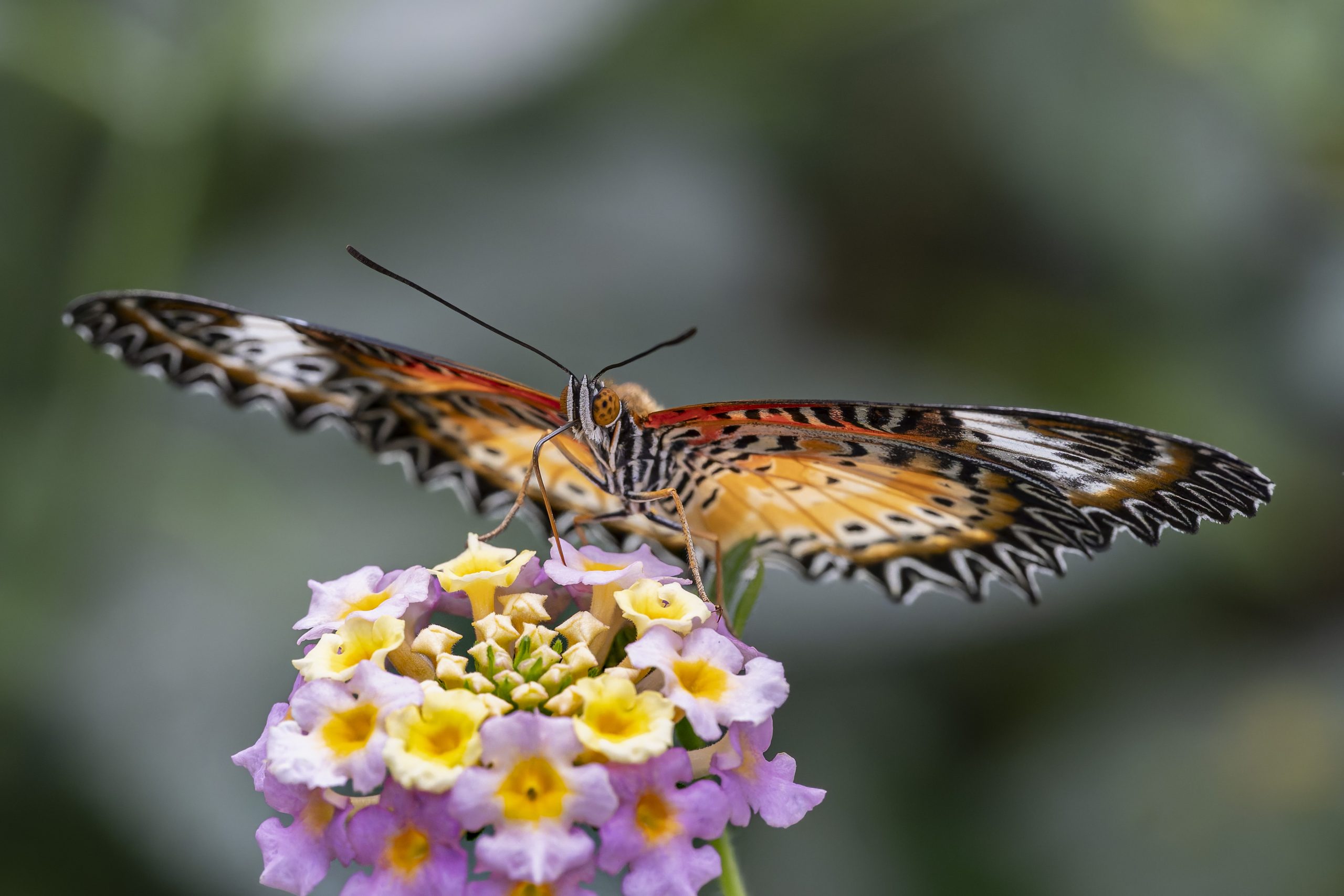 Besuch im Schmetterlingshaus Gemert: Top Ausflugstipp